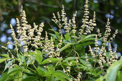 Vitex altissima